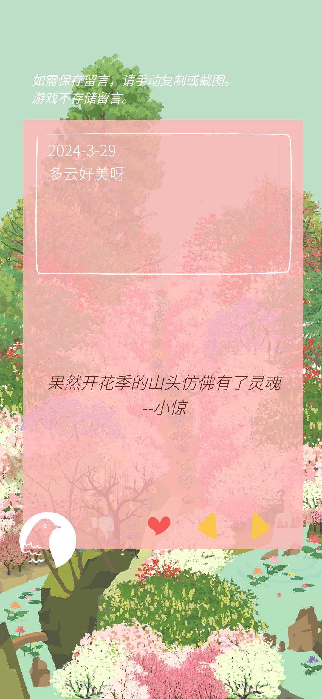 蓝花楹开花啦 2