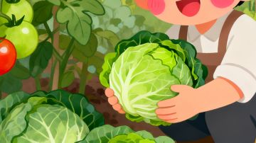 800天老玩家日常收菜流程