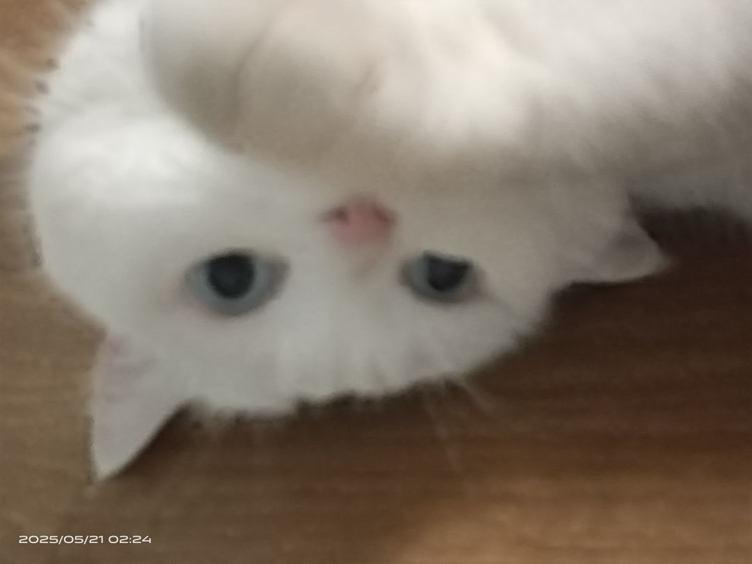 回忆邪恶小猫 1