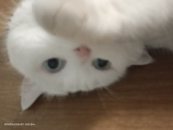 回忆邪恶小猫截图