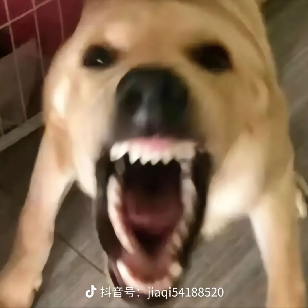凡鹰没了 1