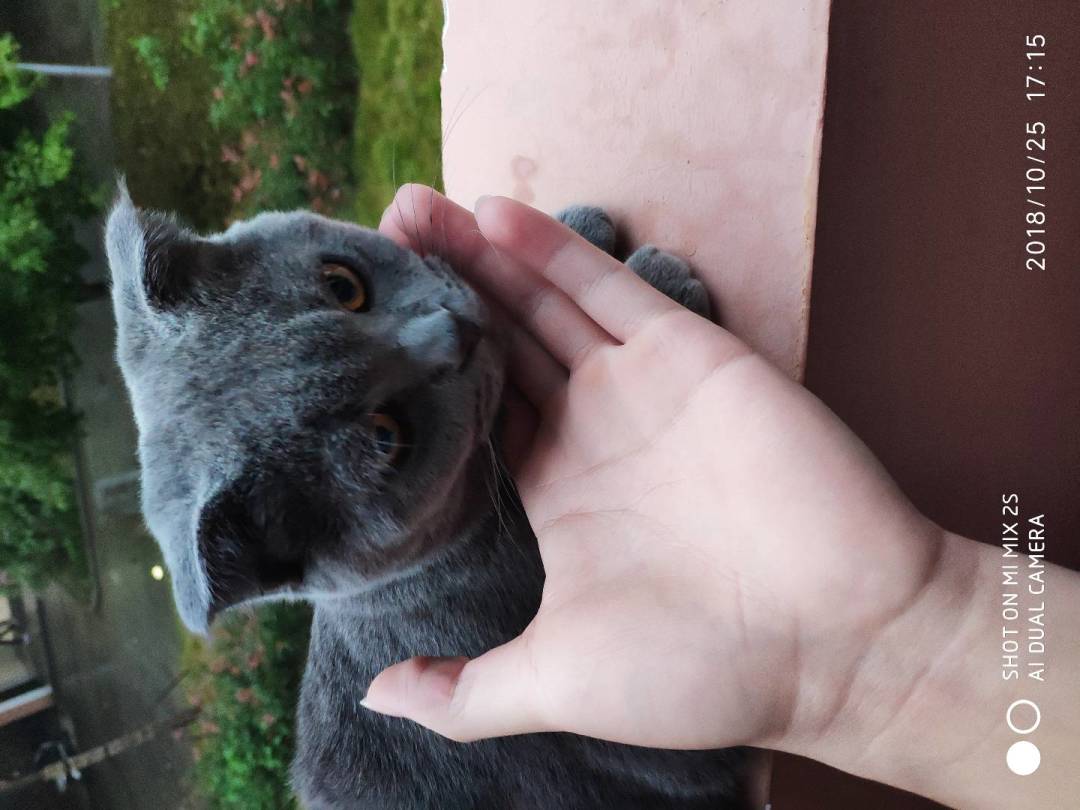 可爱的喵喵 1