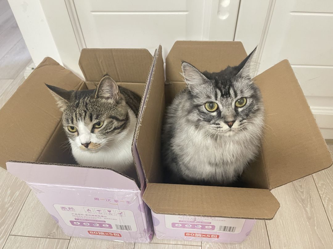 猫咪镇楼 1