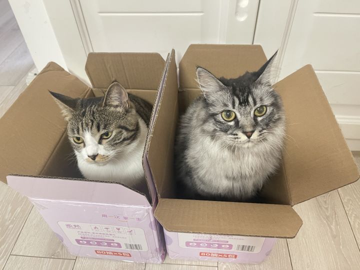 猫咪镇楼截图