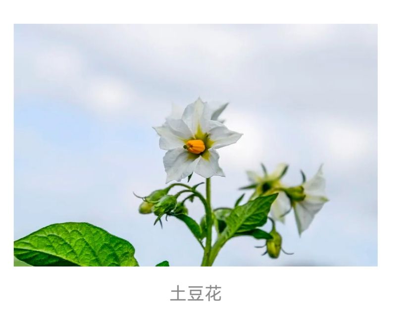 pv彩蛋 少前2宇宙第一 4