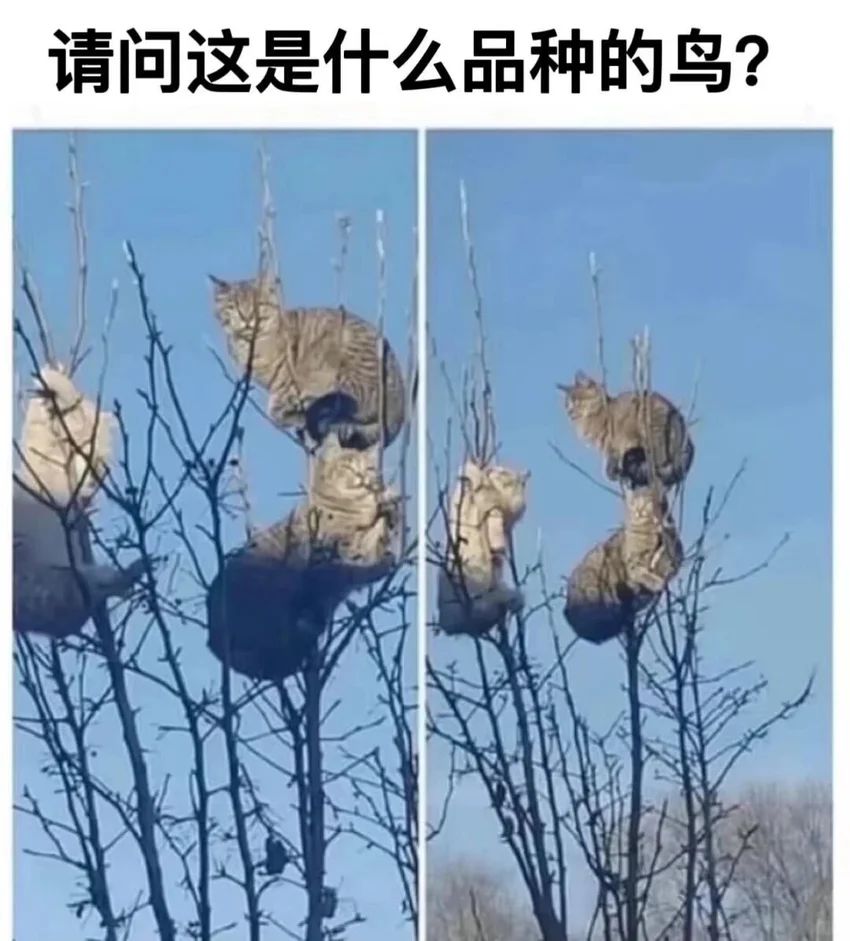 今日份梗图 3