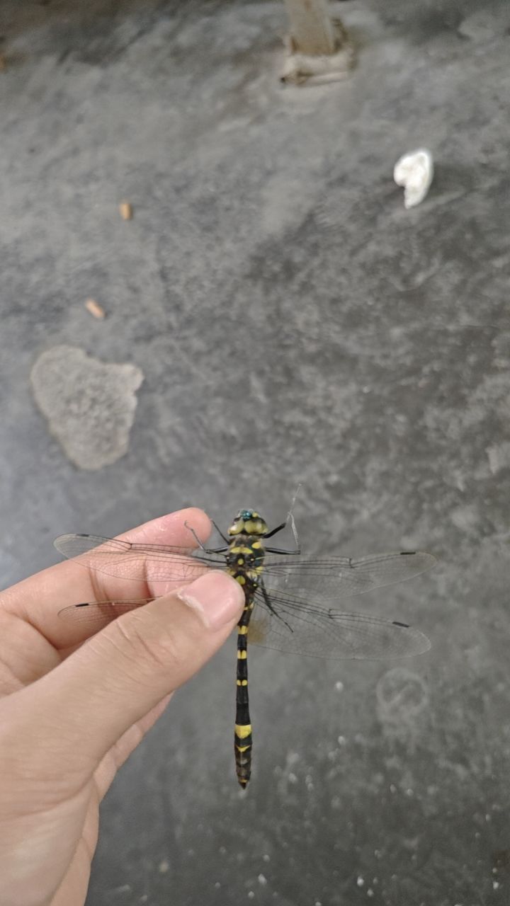 抓到一只蜻蜓截图