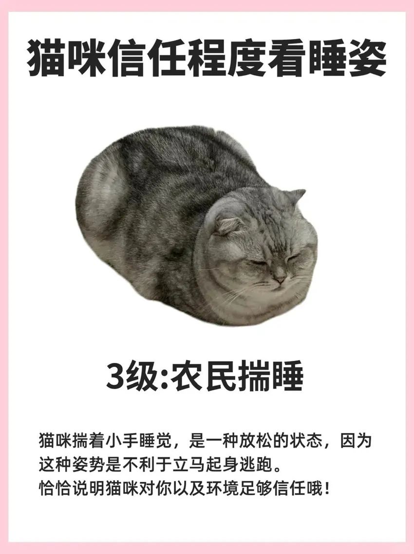🌟青年大学习|看喵喵睡姿知信任度🌟 3