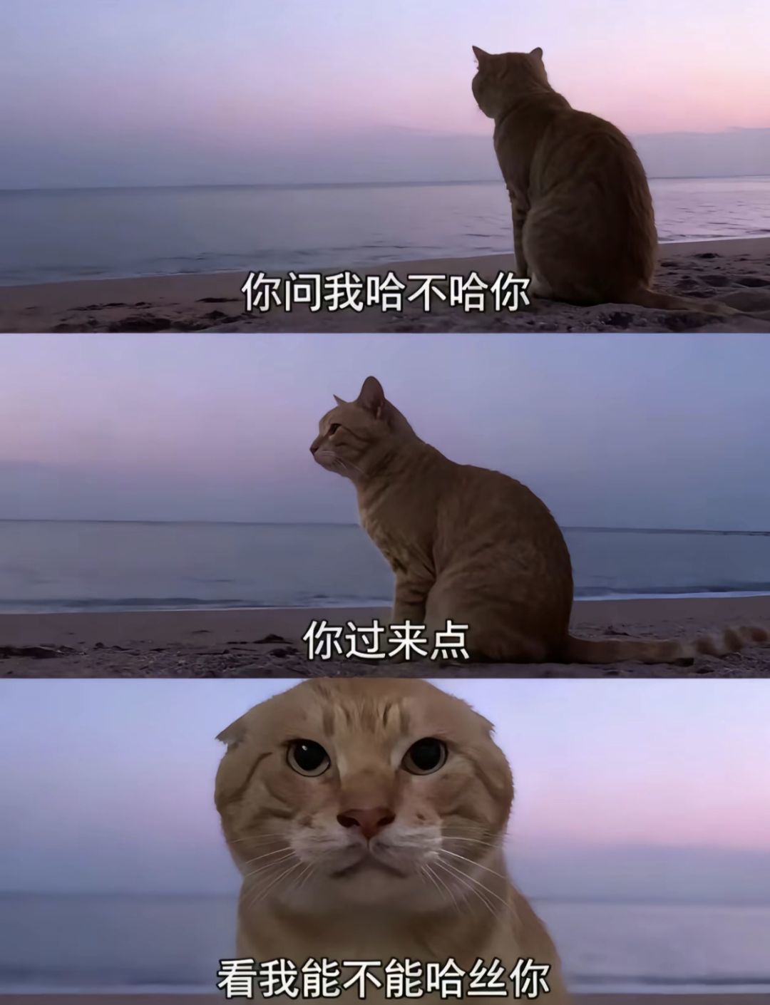 再过20赛季,还能有多少氏族在?! 1