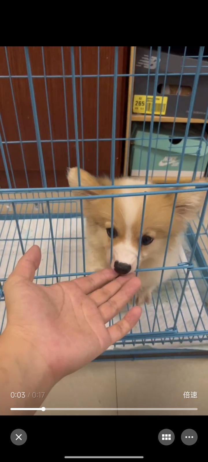 养眼狗子截图