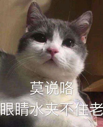大佬们 求只紫鸟截图