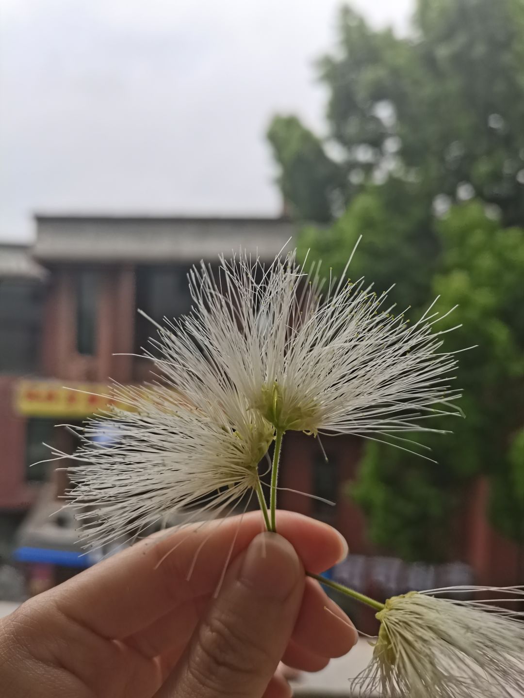 合欢花,立夏 2