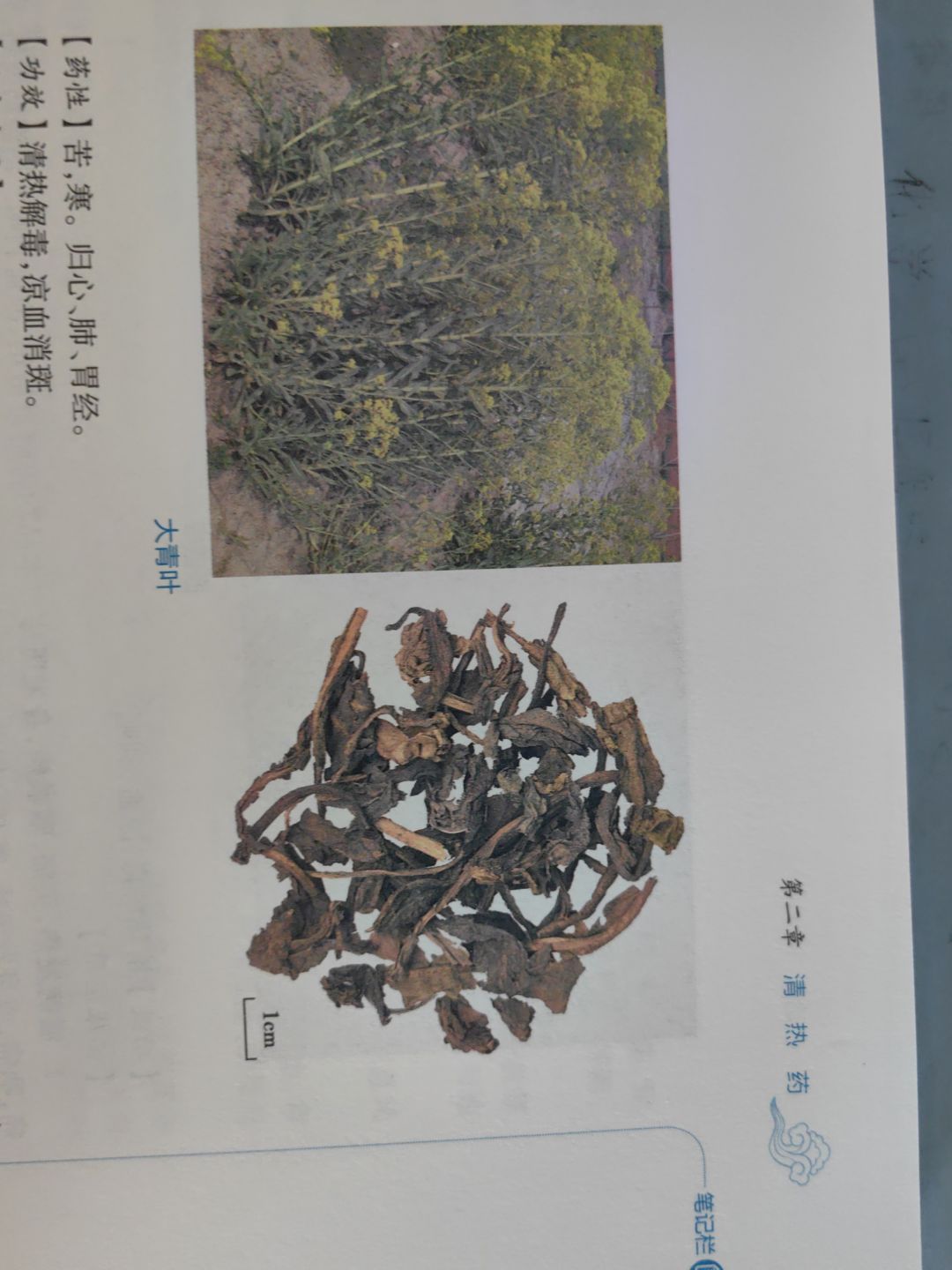 青黛是三清喵 3