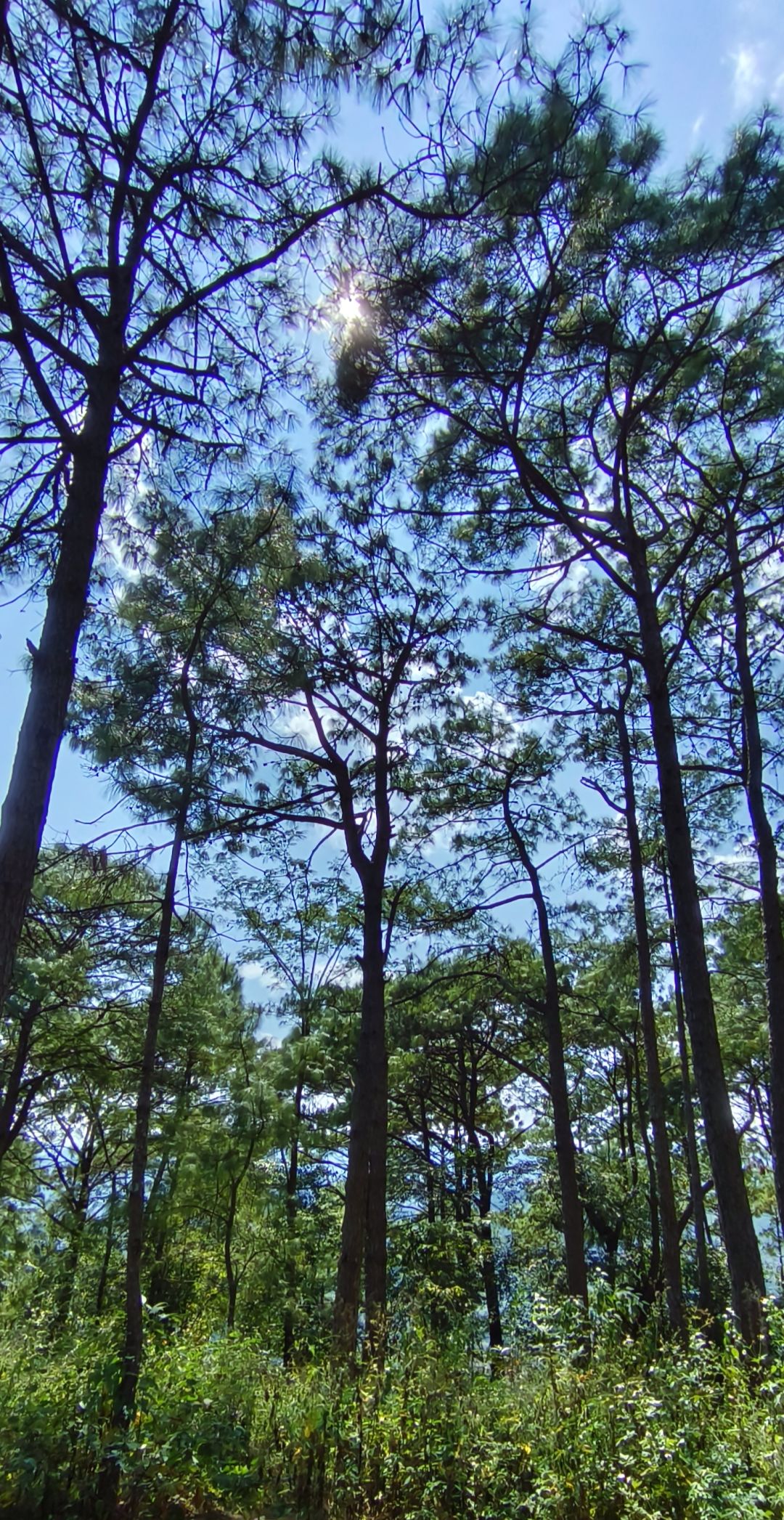 🚶🏽♂️🌻🌞🌳 3