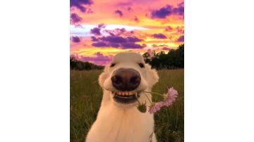 森林逸事（夜幕降临，仍会黎明）