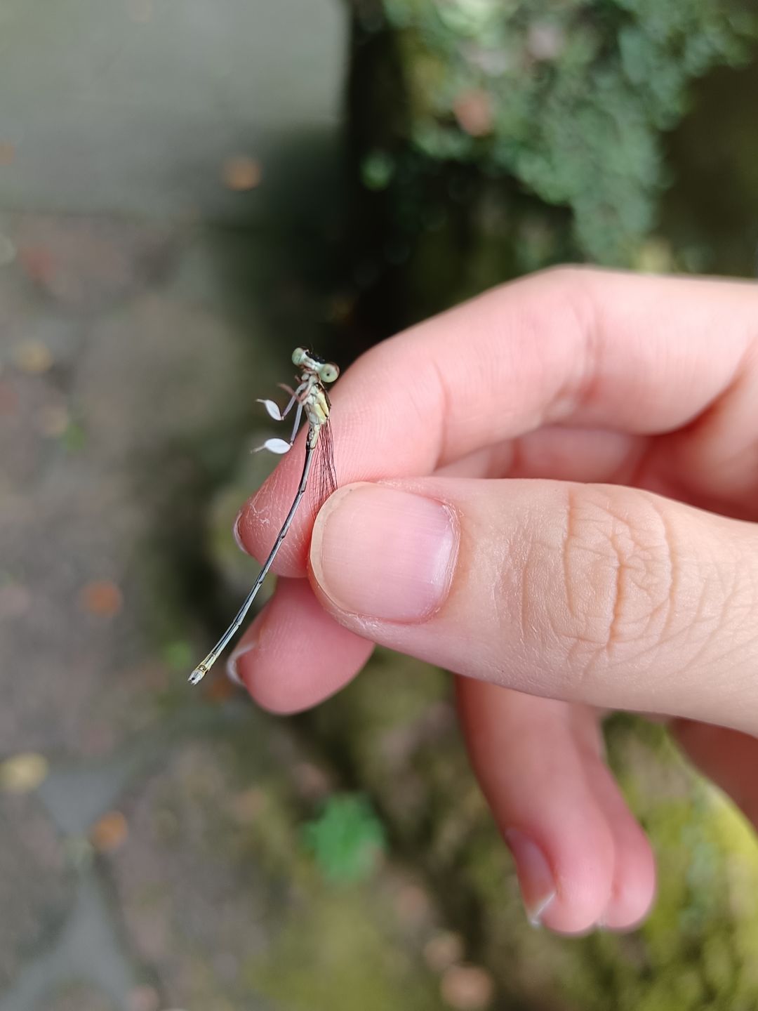 夏日活动⚠️昆虫警告【种类有点多标题写不下】 2