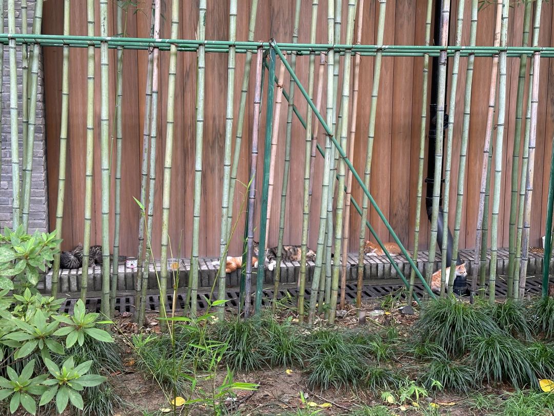 考虑给公司楼下小猫安排工作 2