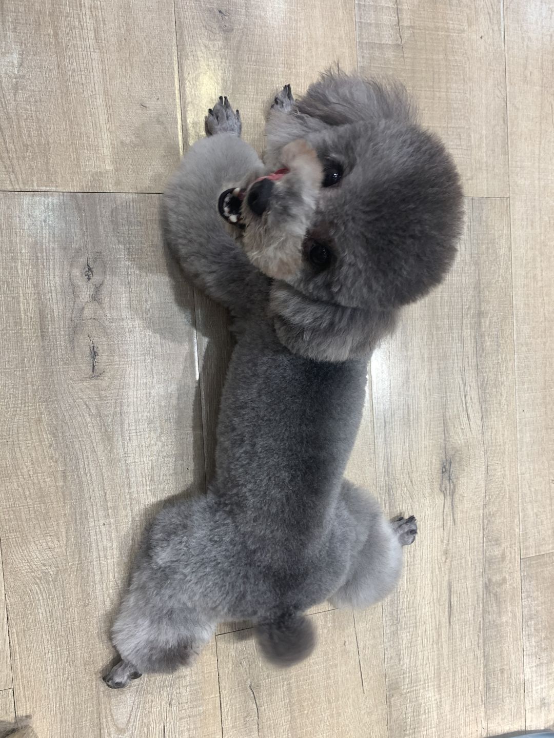 动态图片 1