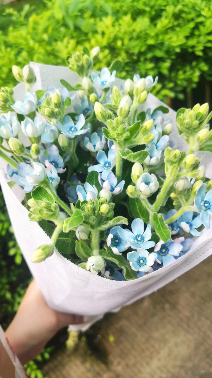 女神节快乐截图