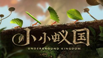 【蚁国影像】八刺顶切叶蚁如何搭建房子