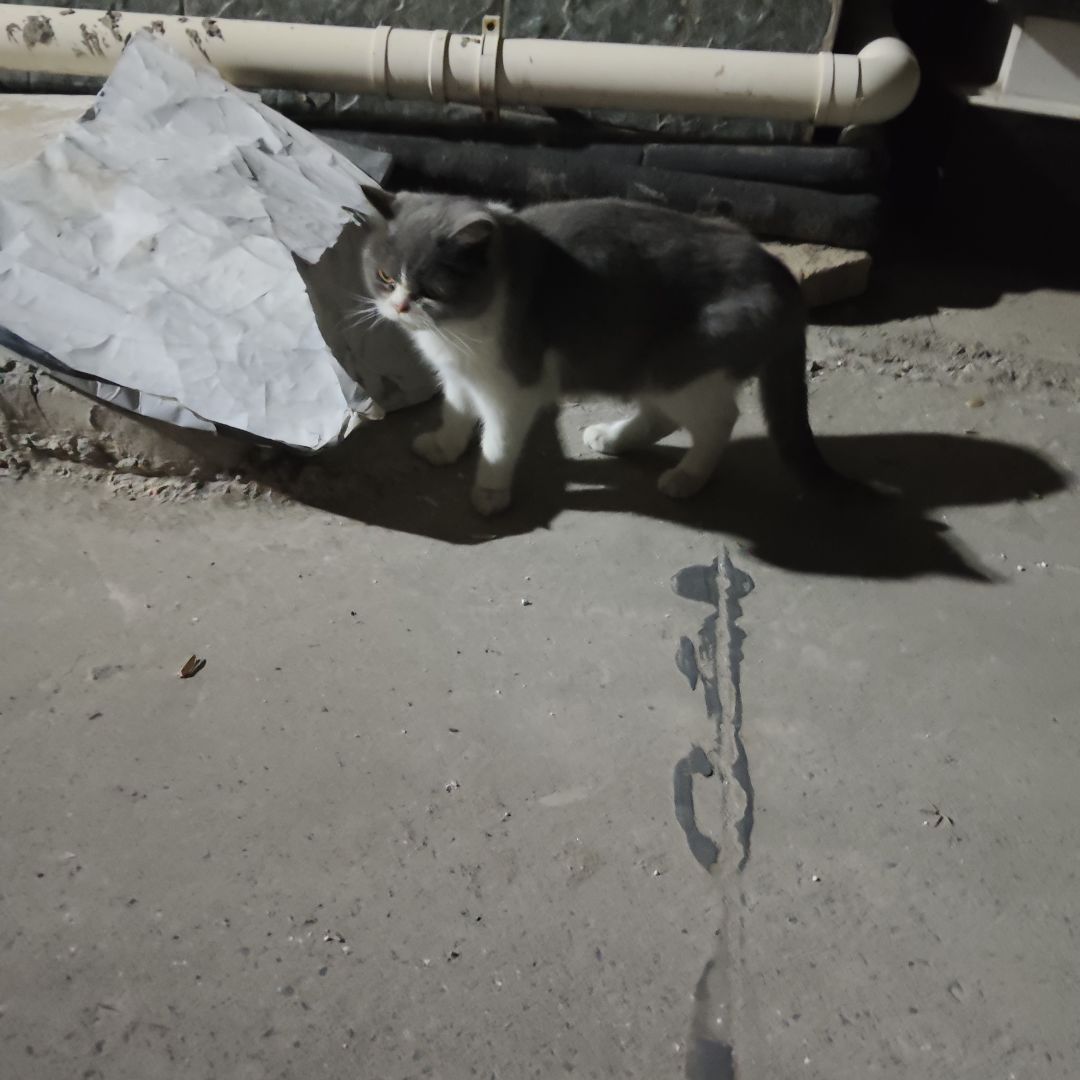 动态图片 12