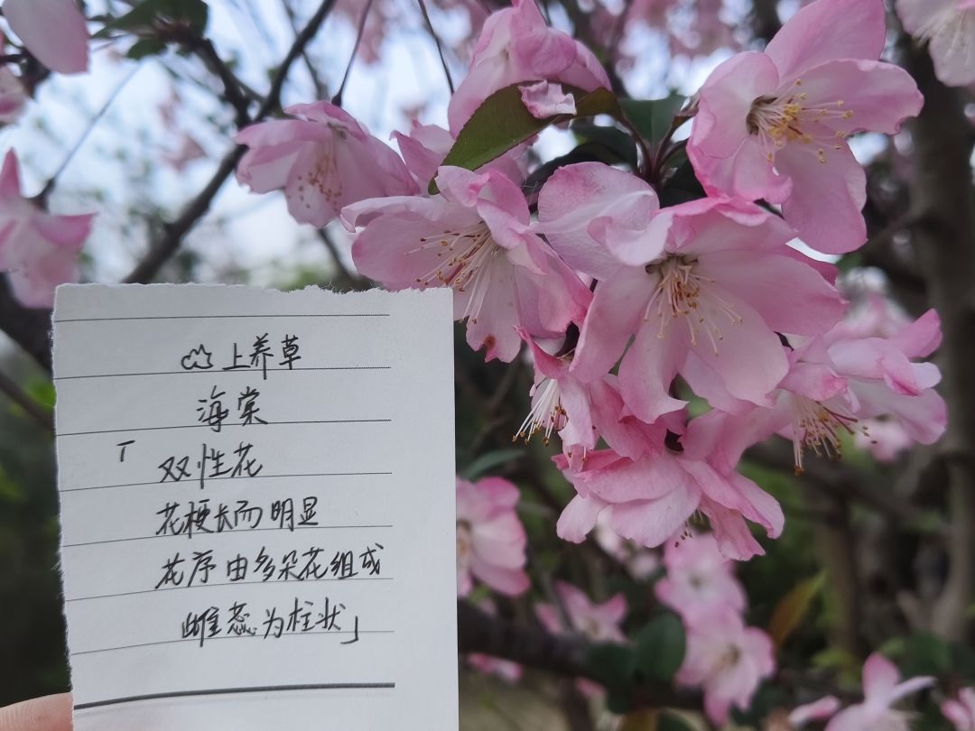 六周年庆🎉活动:花与叶! 9