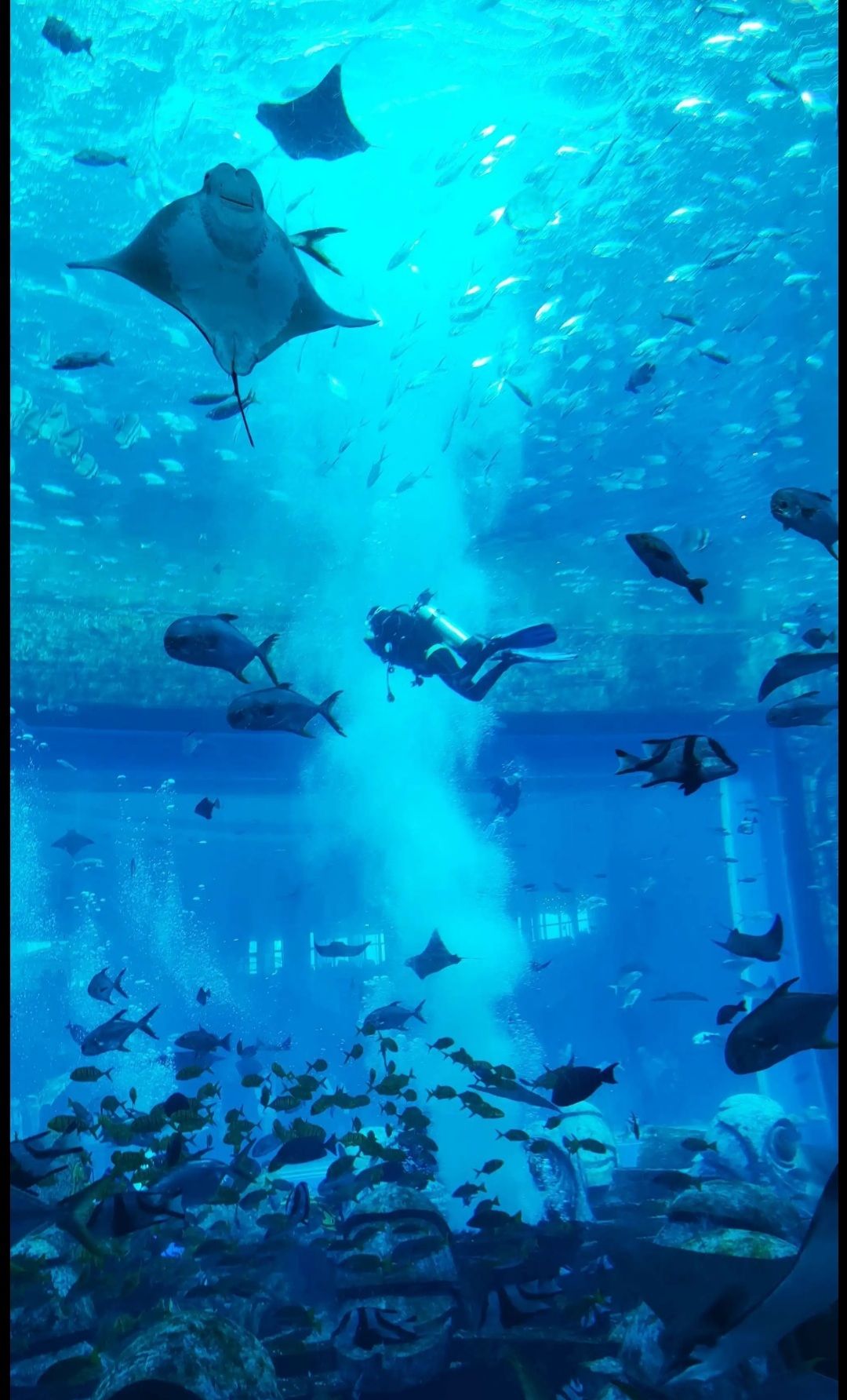 小忆庆生篇续篇:生日礼物是去水族馆 2
