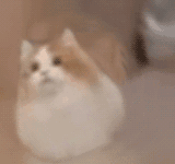 凑热闹 1
