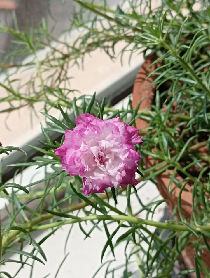 现实世界种的太阳花截图