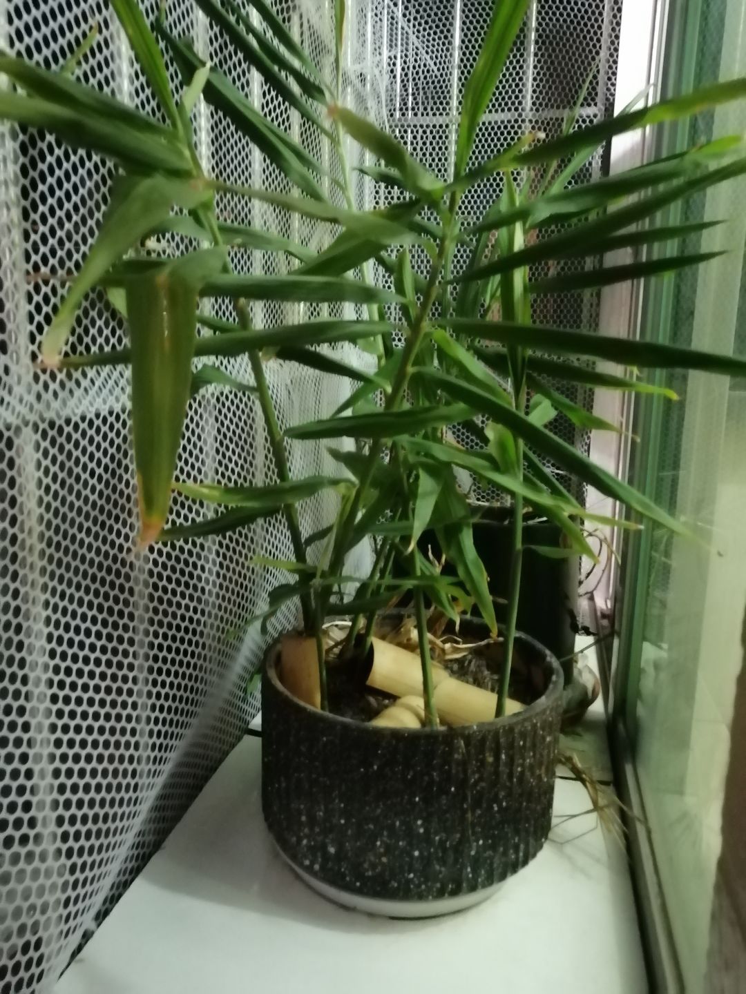 动态图片 4