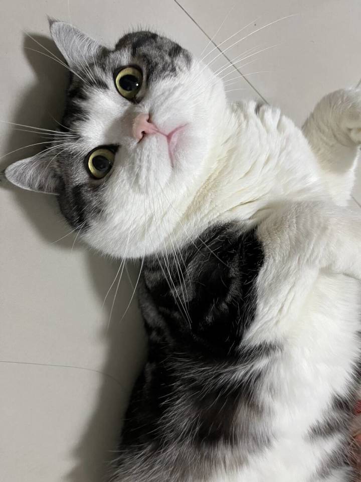 猫猫猫头[表情_酷]截图