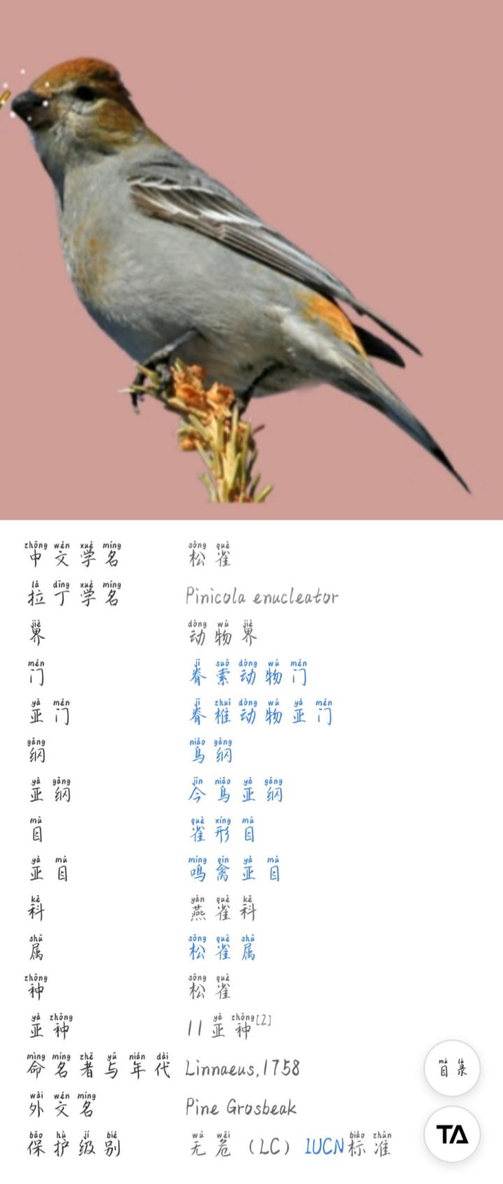 松雀是种鸟？！截图