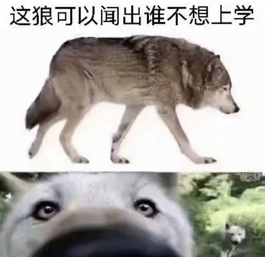 发一波梗图…(11) 1