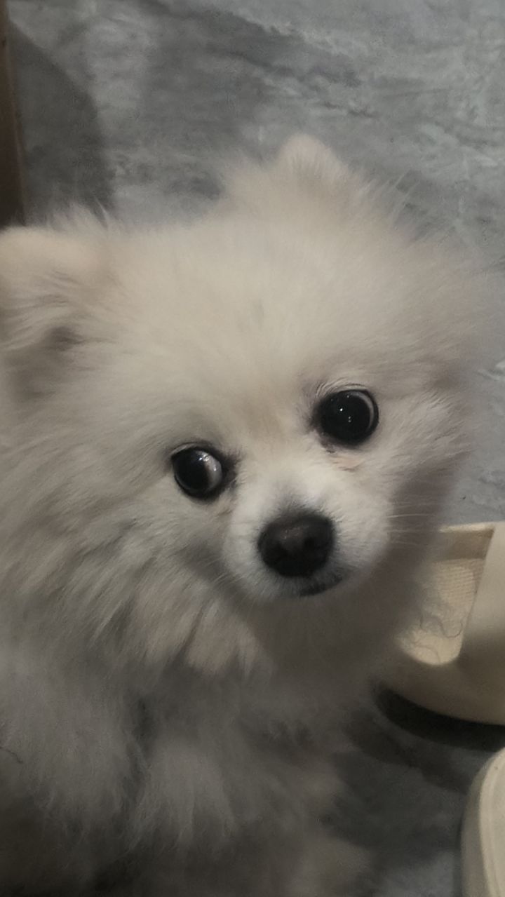 线条小狗会复刻吗截图