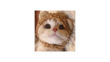 是兄弟就进来砍我