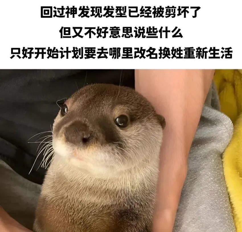 ✨今日份梗图分享第六十七期✨ 2