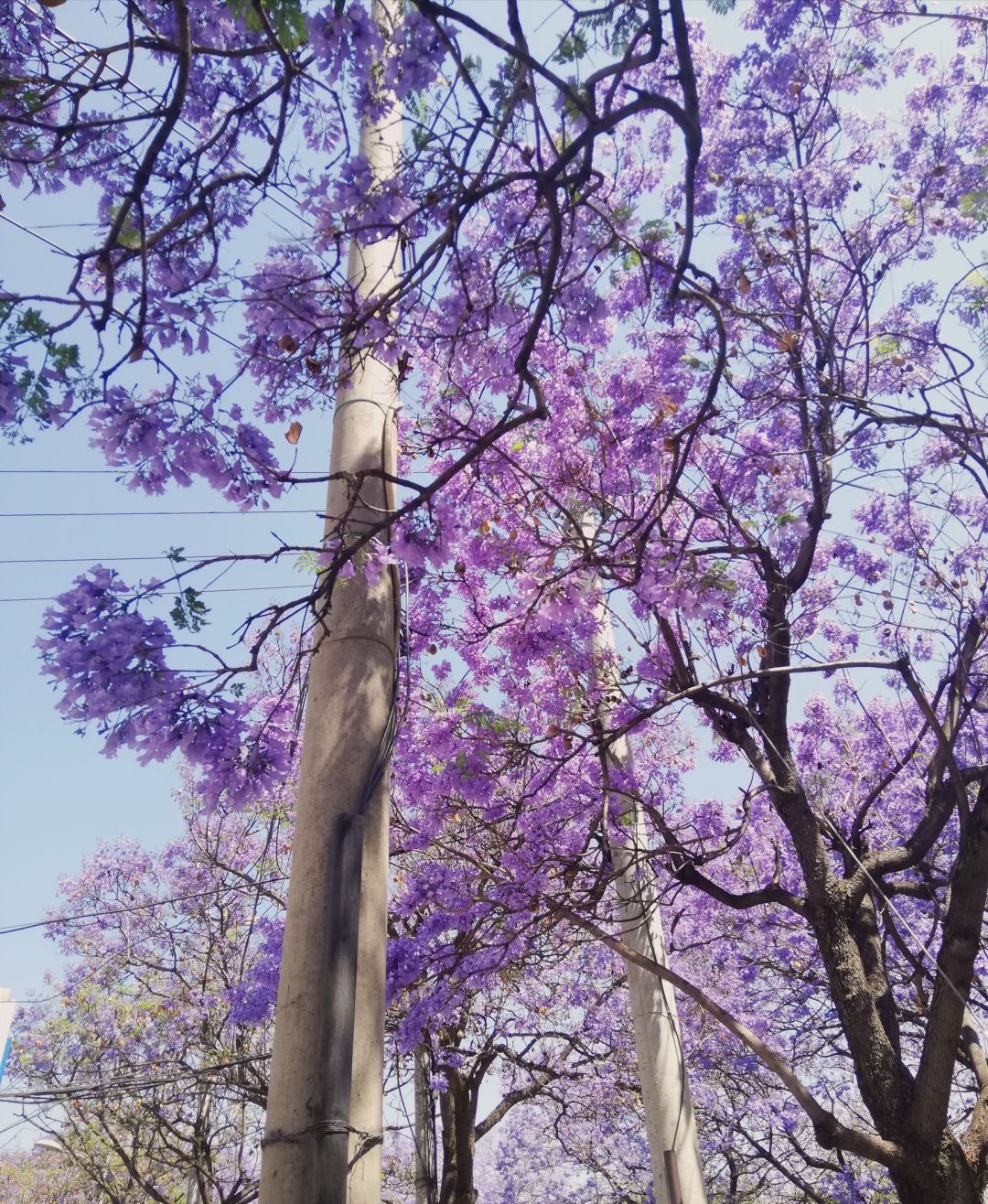 蓝花楹开了! 3
