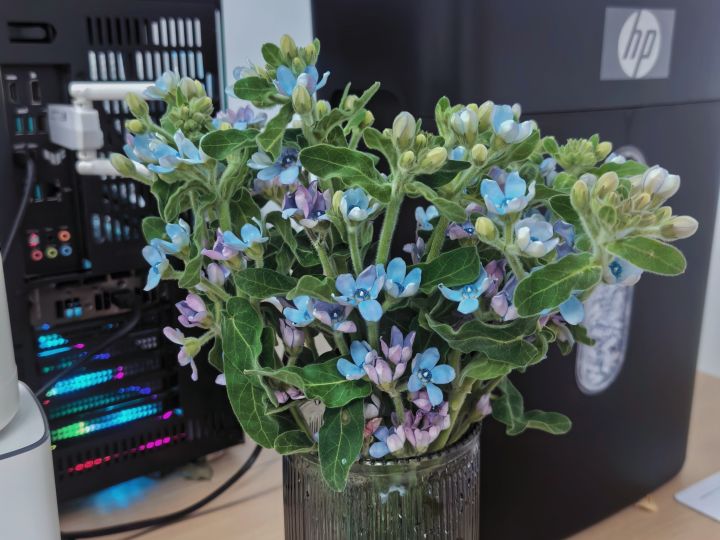 感觉有点像⭐的花截图