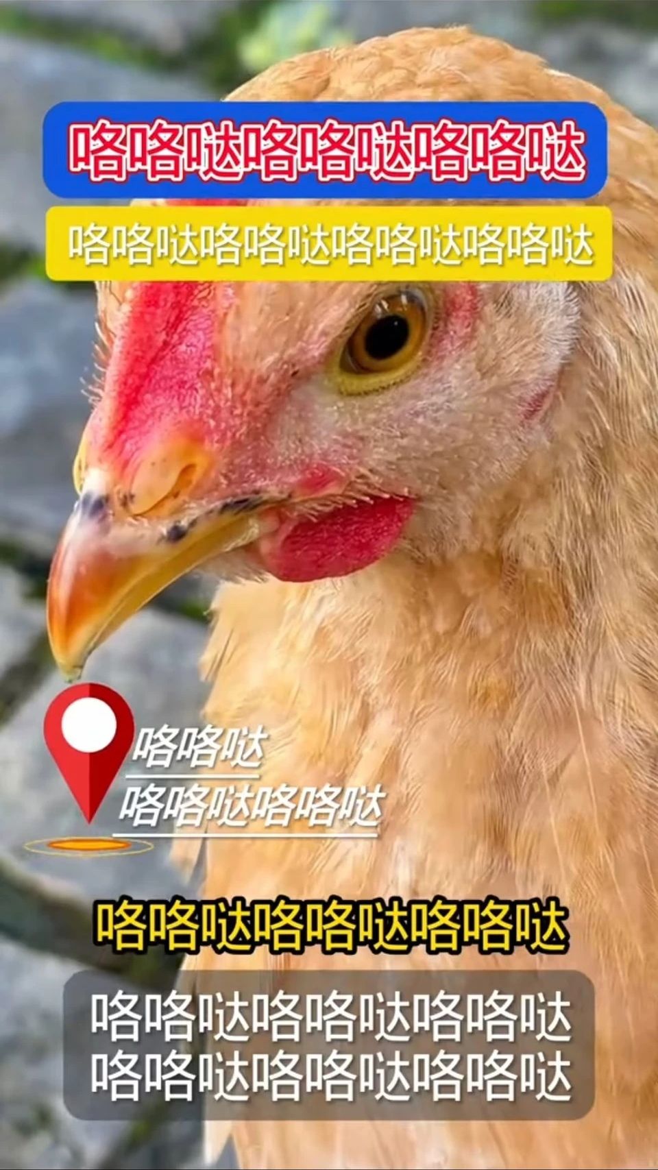 大吾老师烧鸡批发，锅炸了 3