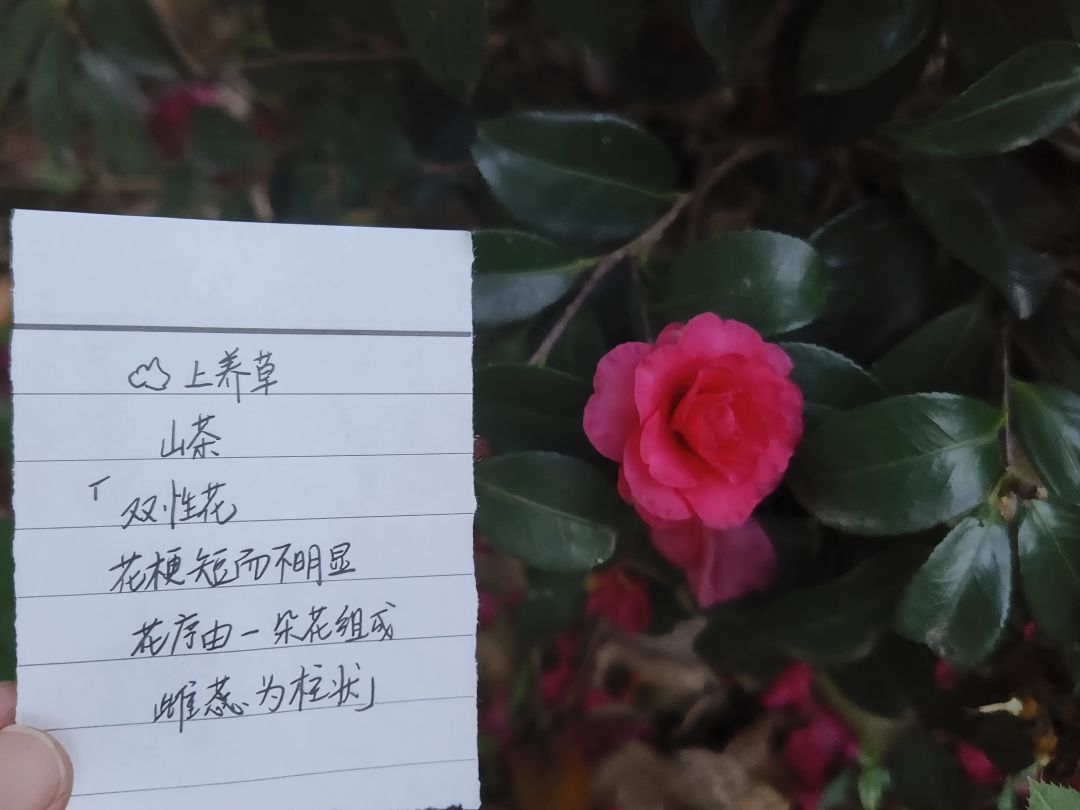 六周年庆🎉活动:花与叶! 7