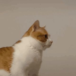 幻化石返场截图