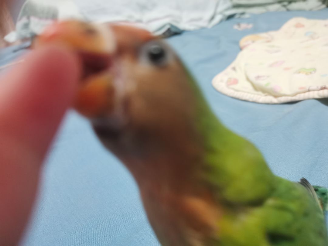小鸡我错了能别咬我了吗?😭 1