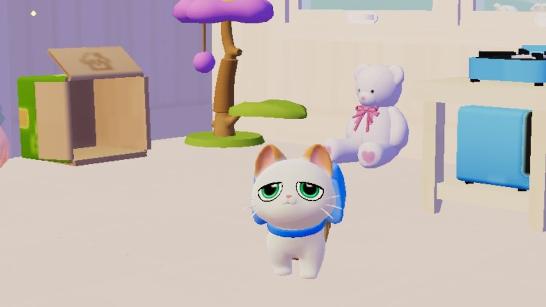 看看你们的小猫 8