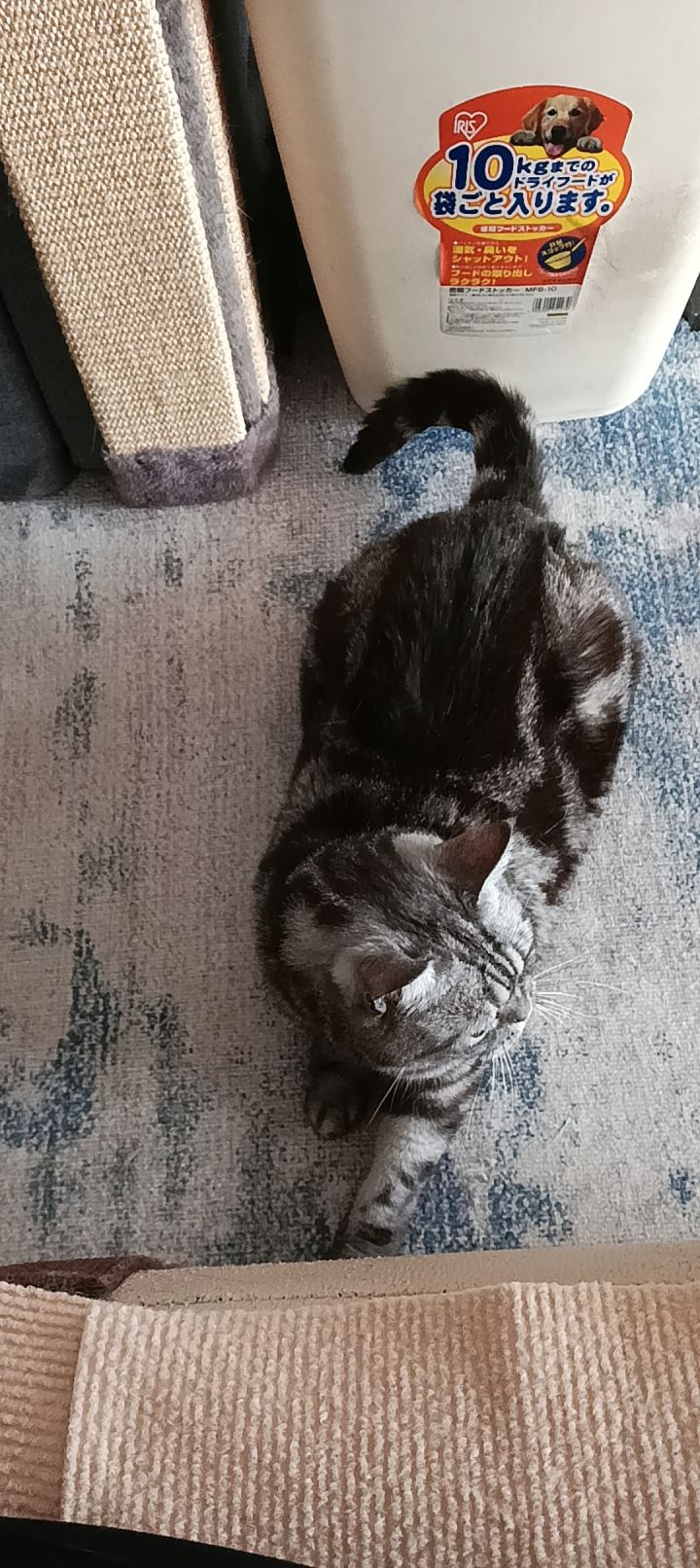 猜猜莉莉技能截图
