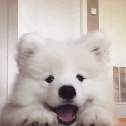 元宵截图