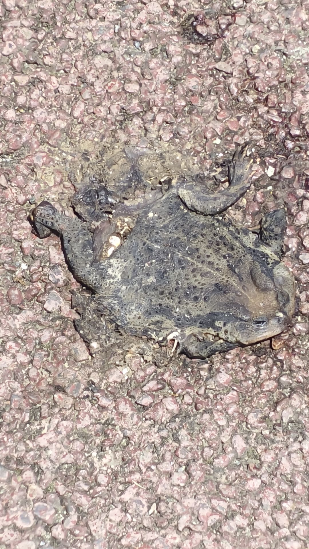 5月5日道中所见 1