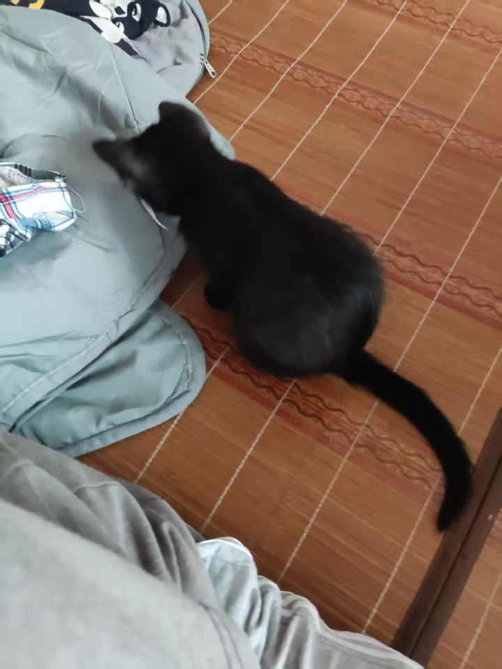 宅家撸猫截图