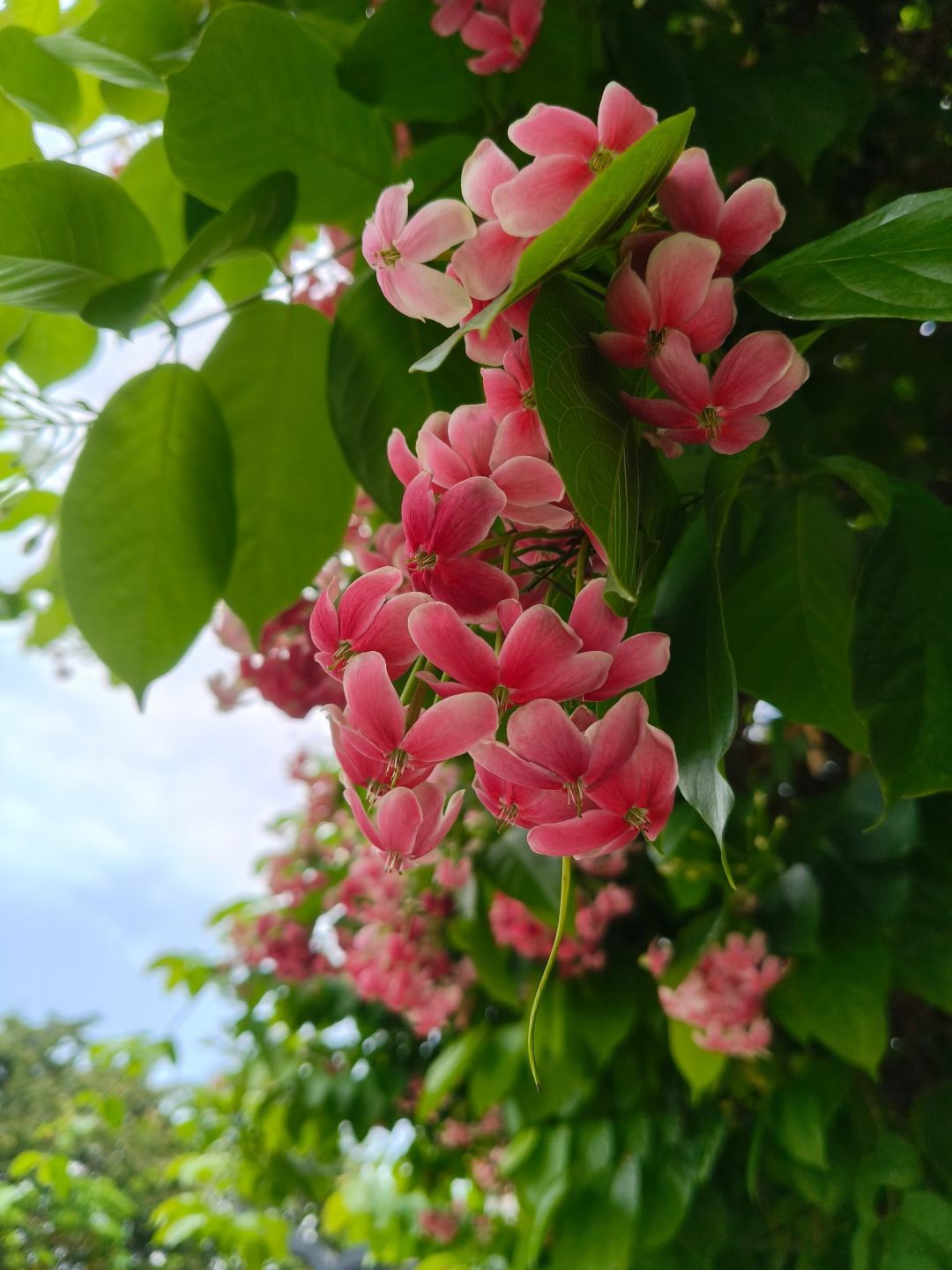 展望《诸知》回归第615-616天!! 1