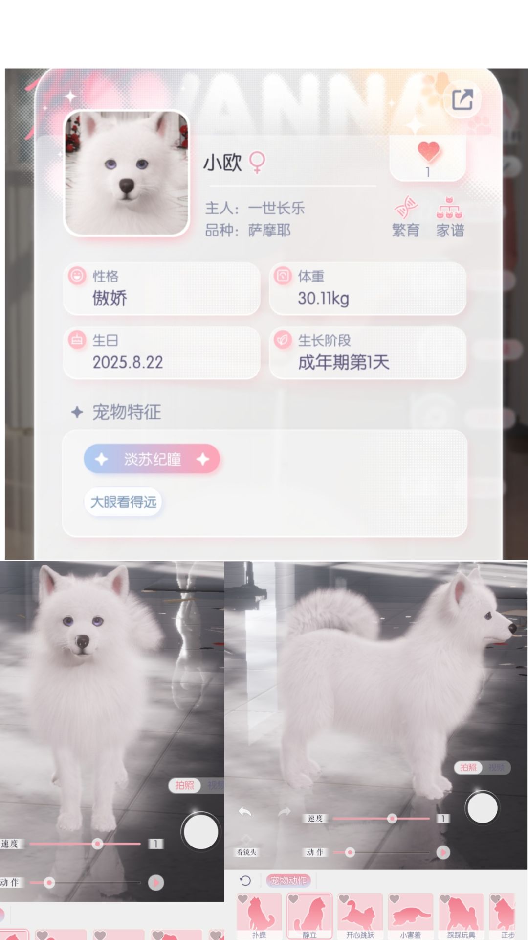 萨摩耶现配约亲 1
