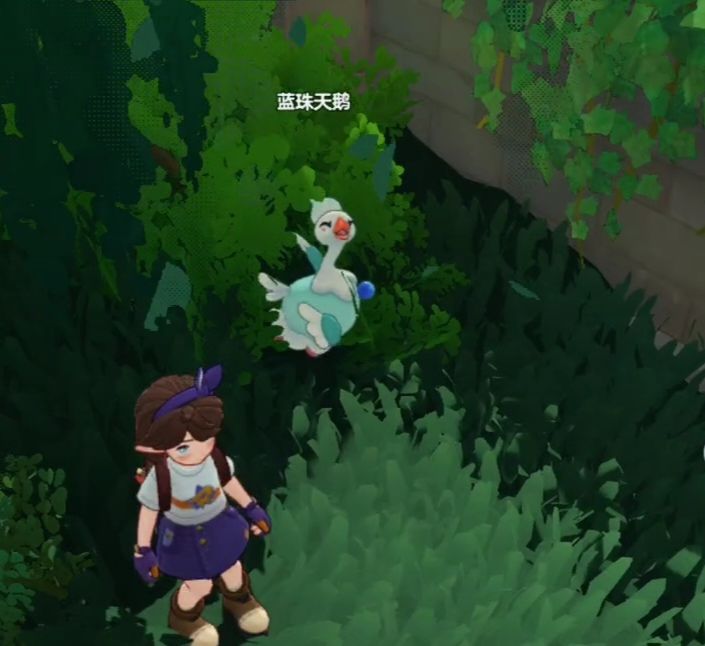 蓝珠天鹅生闷气中 1